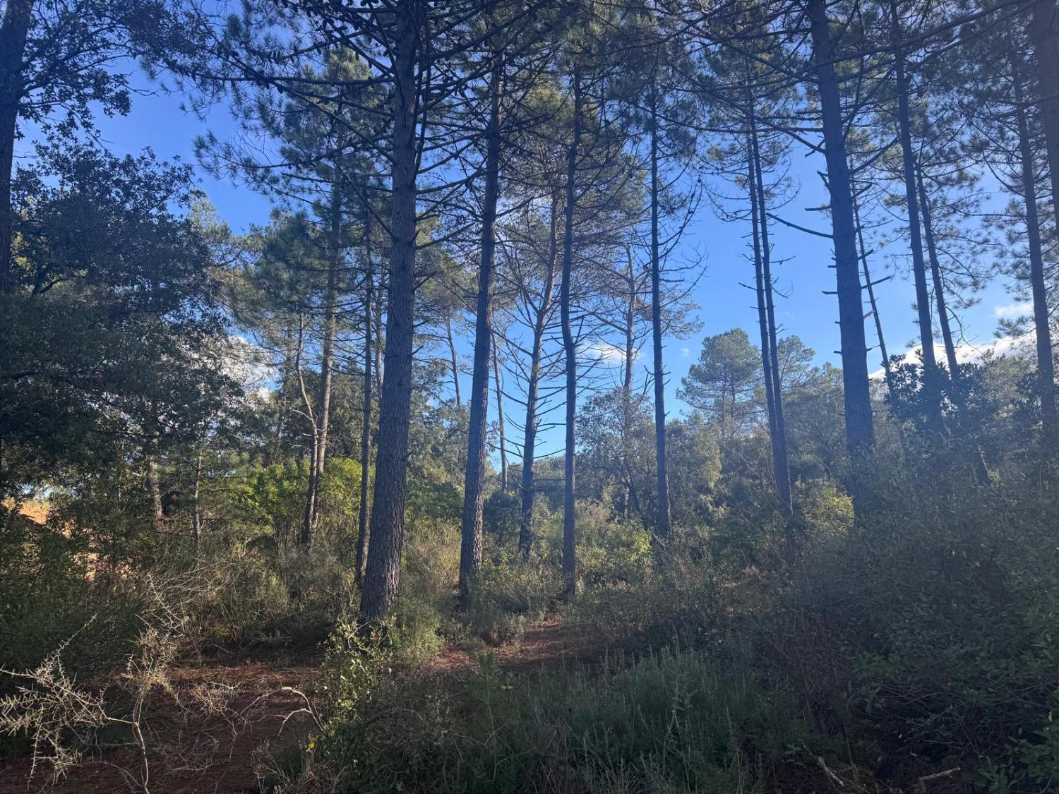  en venta casa Bédarieux Hérault 28