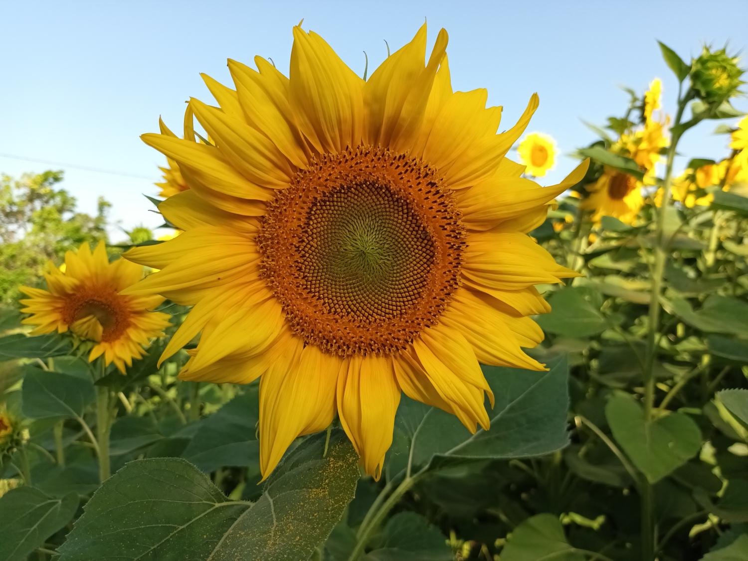  en venta casa con anexo de invitados Puy-l'Évêque Lot 37