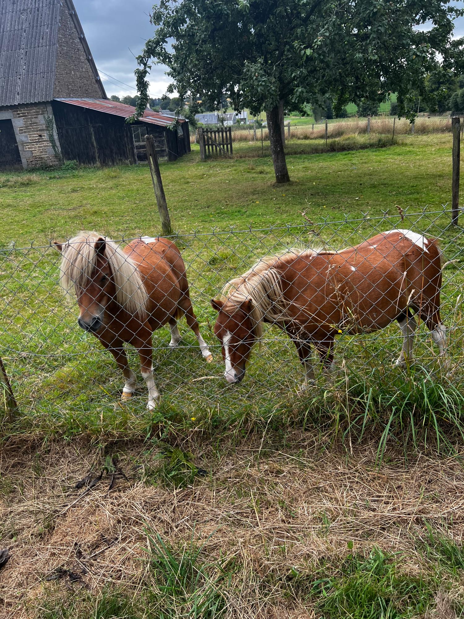  en venta granero Truttemer-le-Grand Calvados 6