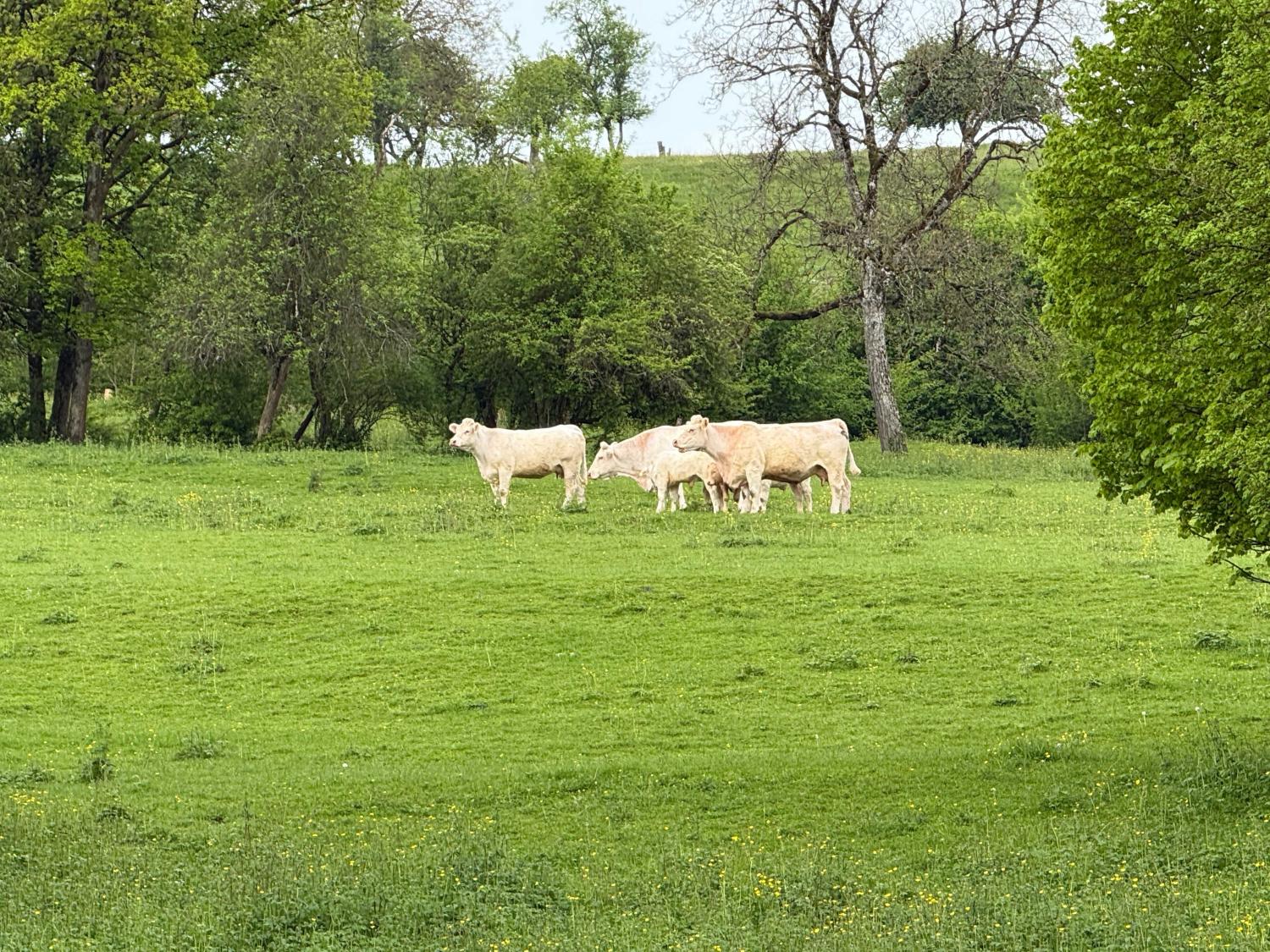  en venta finca de pueblo Rosières-sur-Mance Haute-Saône 25