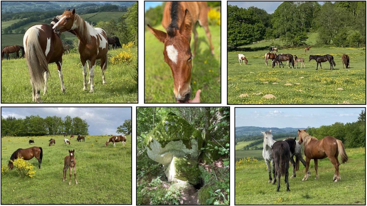  en venta finca rústica Brousse Creuse 2