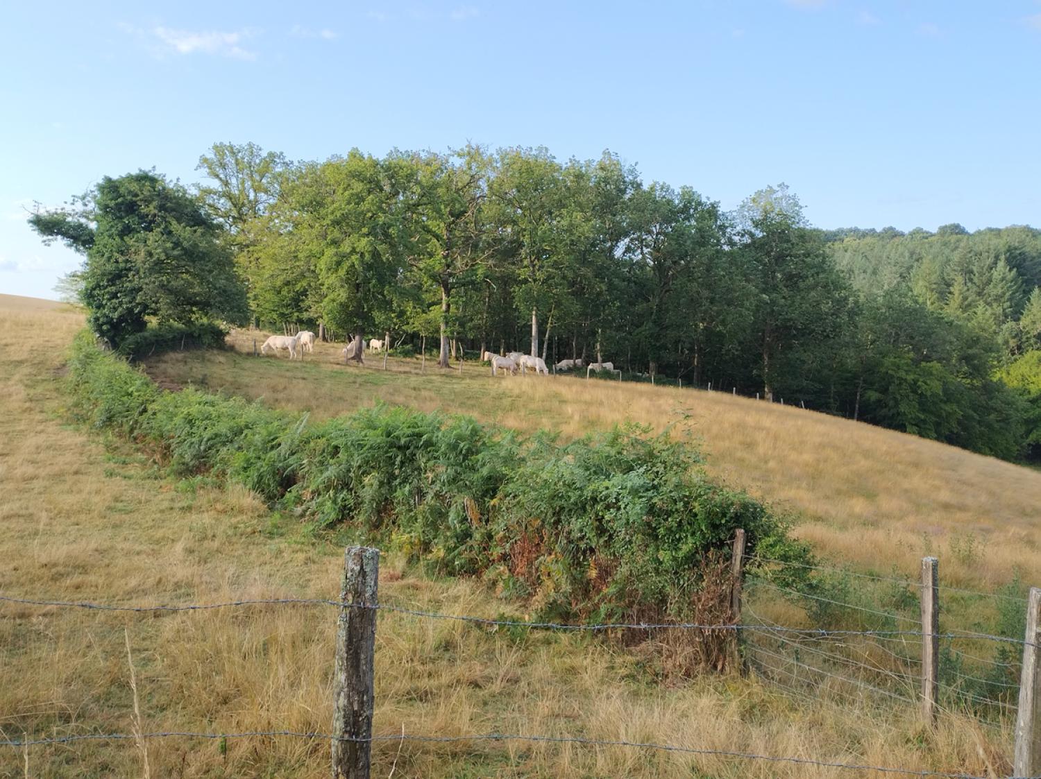 en venta casa rústica Uxeau Saône-et-Loire 15