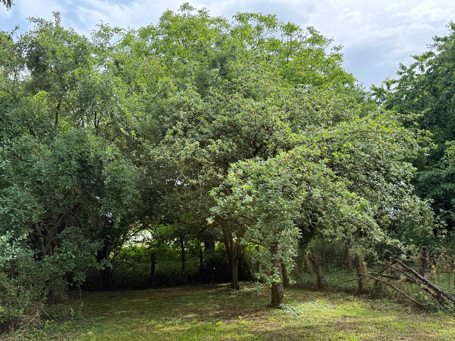 en venta finca de pueblo Augicourt Haute-Saône 27
